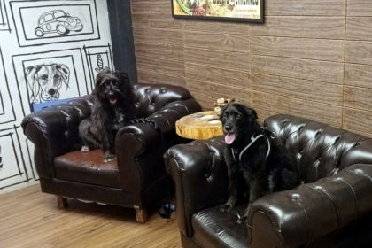 Não deixe o seu melhor amigo em casa!